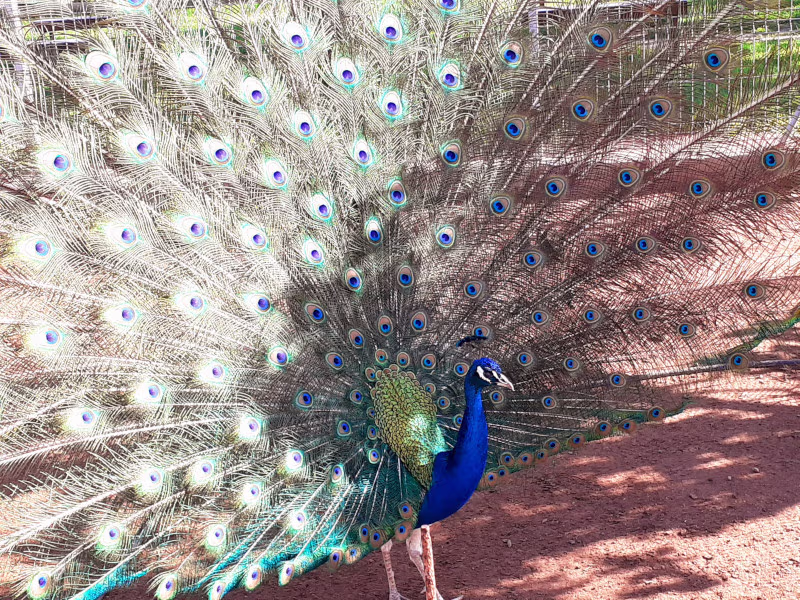 Foto de un pavo real