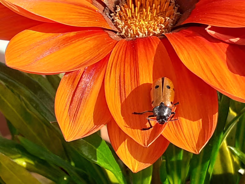 Foto de una mariquita sobre una flor