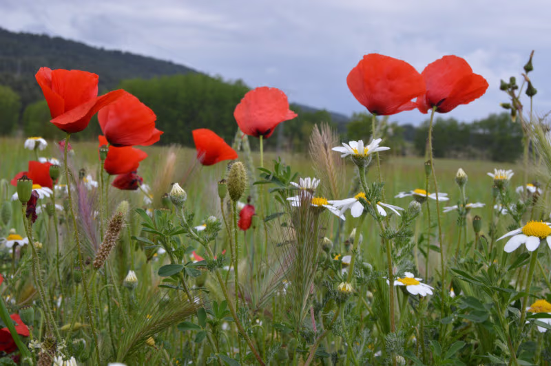 Foto de amapolas y margaritas en el campo